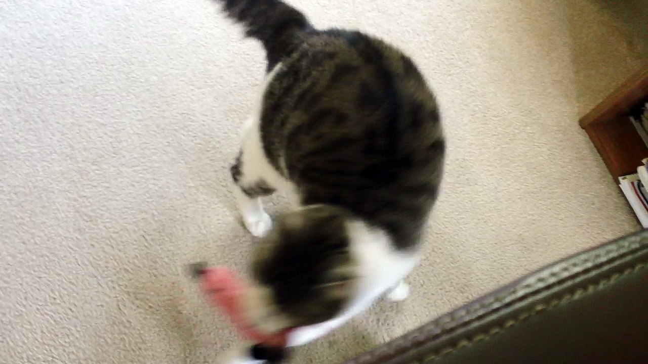 The Cat Walk
