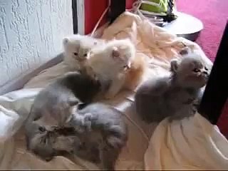 katjes 4 weekjes jong