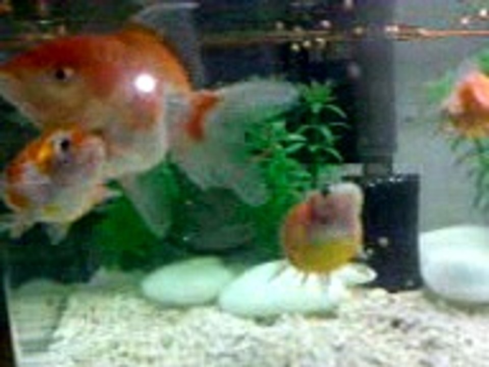 fishy