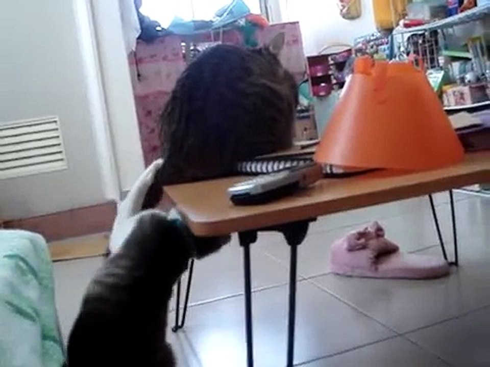CATS PLAY