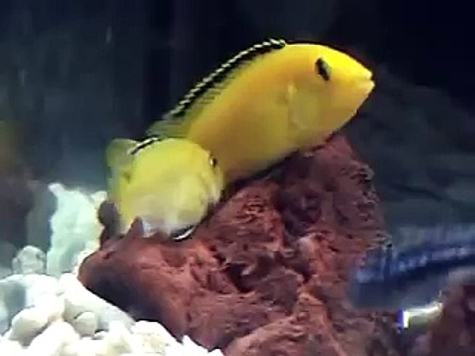 Yellow Lab Cichlid Spawning