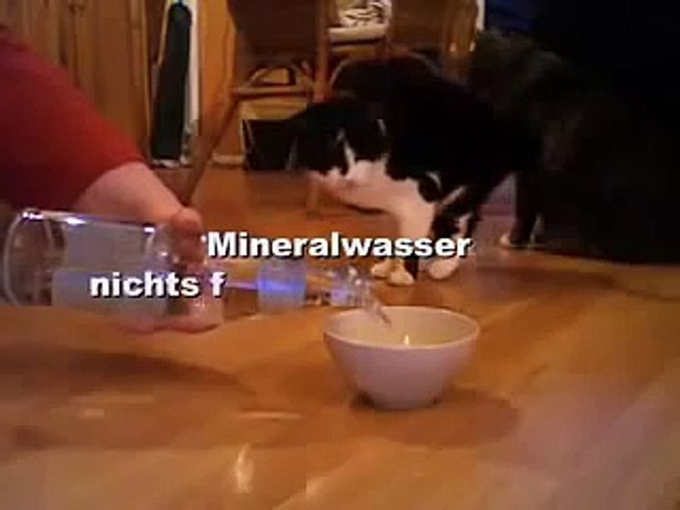 Katzen vs Mineralwasser mit Kohlensäure