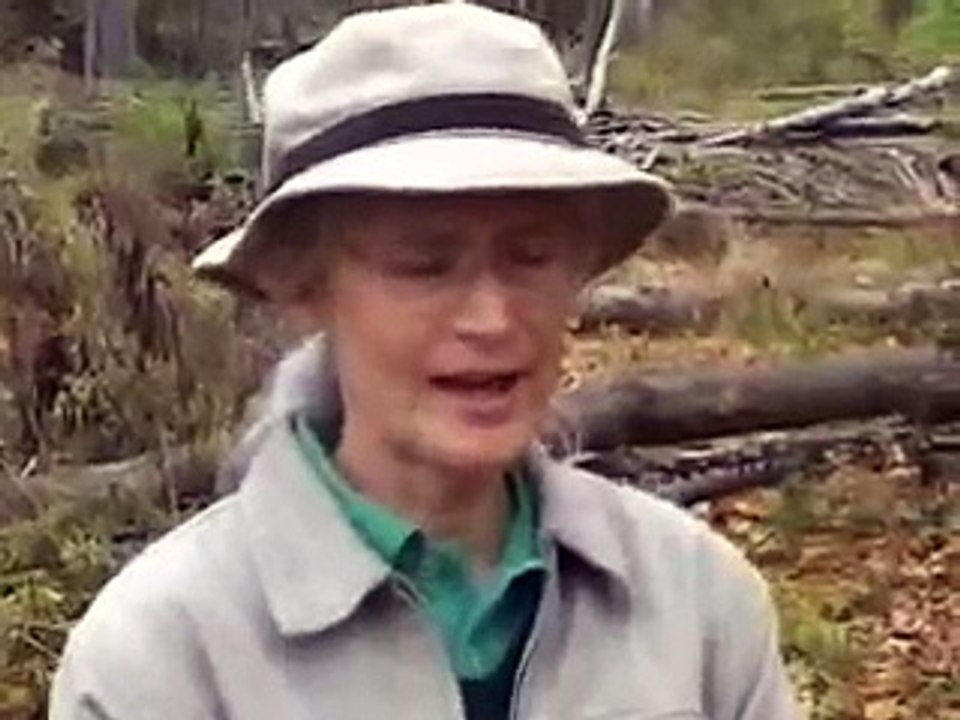 Beaver Fur