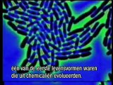 Evolution of Bacteria? Mind blowing clip!