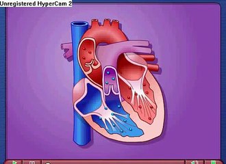 Cardiac Cycle - Systole & Diastole