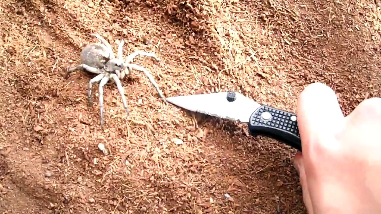 Big Mean Spider!