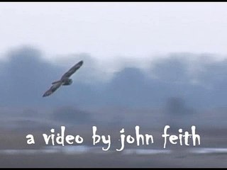 Short-eared Owl in Flight -- I am the Owl