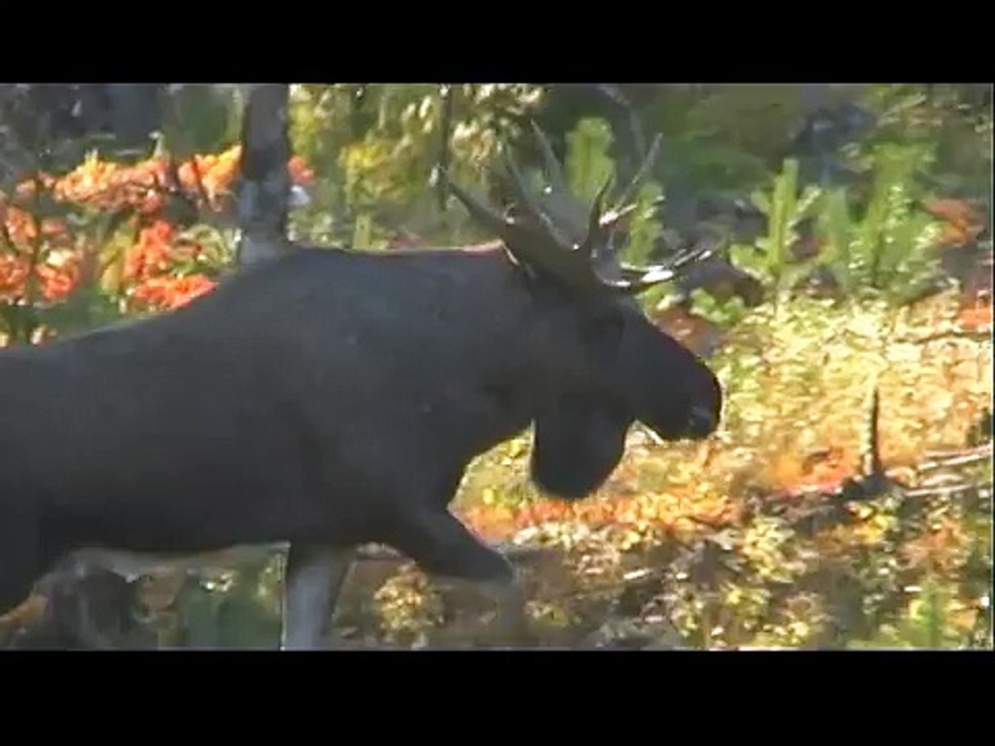 Moose in Norway