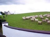 Animal behaviour - Irish horses herding sheep
