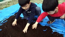 カブトムシの幼虫　マット交換とオスとメスの見分け方