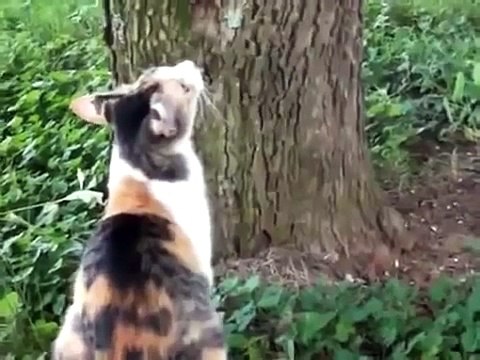 Кошка снимает котенка с дерева