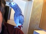Whiskey the Pirate - African Grey Parrot Talking up a storm