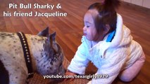 Pit Bull Sharky ATTACKS Baby Girl with KiSSES!!! PitBull DOG vs BABY.HelensPets.com