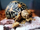 Indian Star Tortoise with Mazuriface