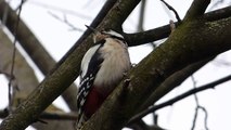 Ptice Hrvatske - Veliki djetlić, ženka (Dendrocopos major) (Great Spotted Woodpecker, female) (1/5)