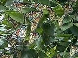 Swarm of migrating Monarch Butterflies