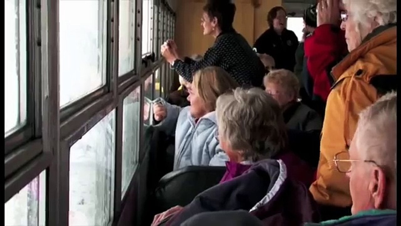 Polar Bears in Churchill - Manitoba, Canada