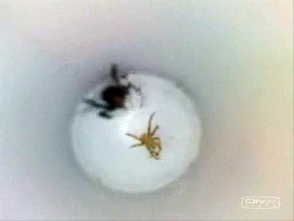 Black Widow Fight