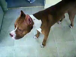 ANKARA KAYAŞ KOMBİ SERVİSİ  = = 279 15 16 ===  FERROLİ