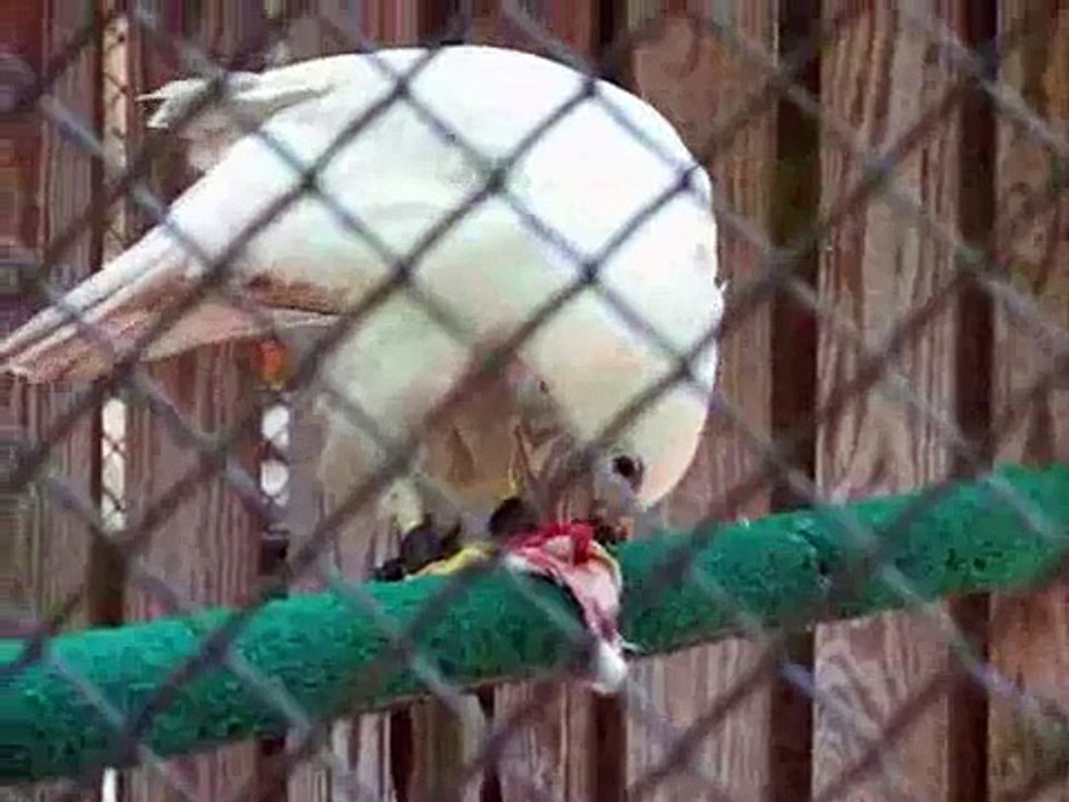 Captive Albino Red-Tailed Hawk Eating