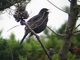 MIRLO COMUN (TURDUS MERULA) CANTANDO