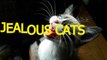 Cute cats feel jealous - Funny jealous cats compilation