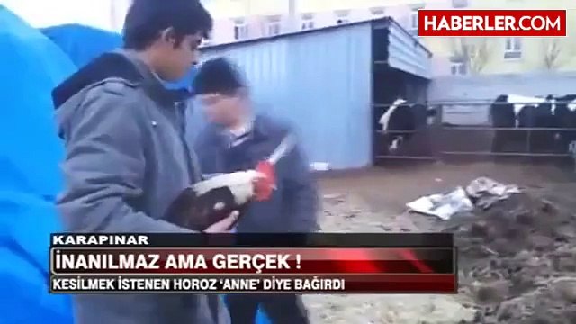 Kesilmek İstemeyen Horoz Anne Diye Bagirdi