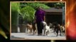 el encantador de perros -Labradores de Famosa(4ªTemp)(1de2)