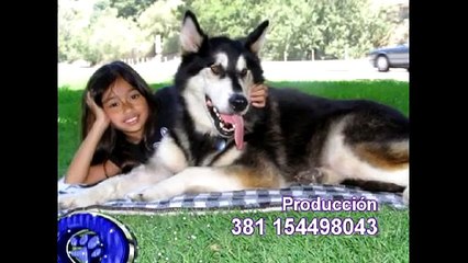 Vida de Perros: Alaskan Malamute 1/3