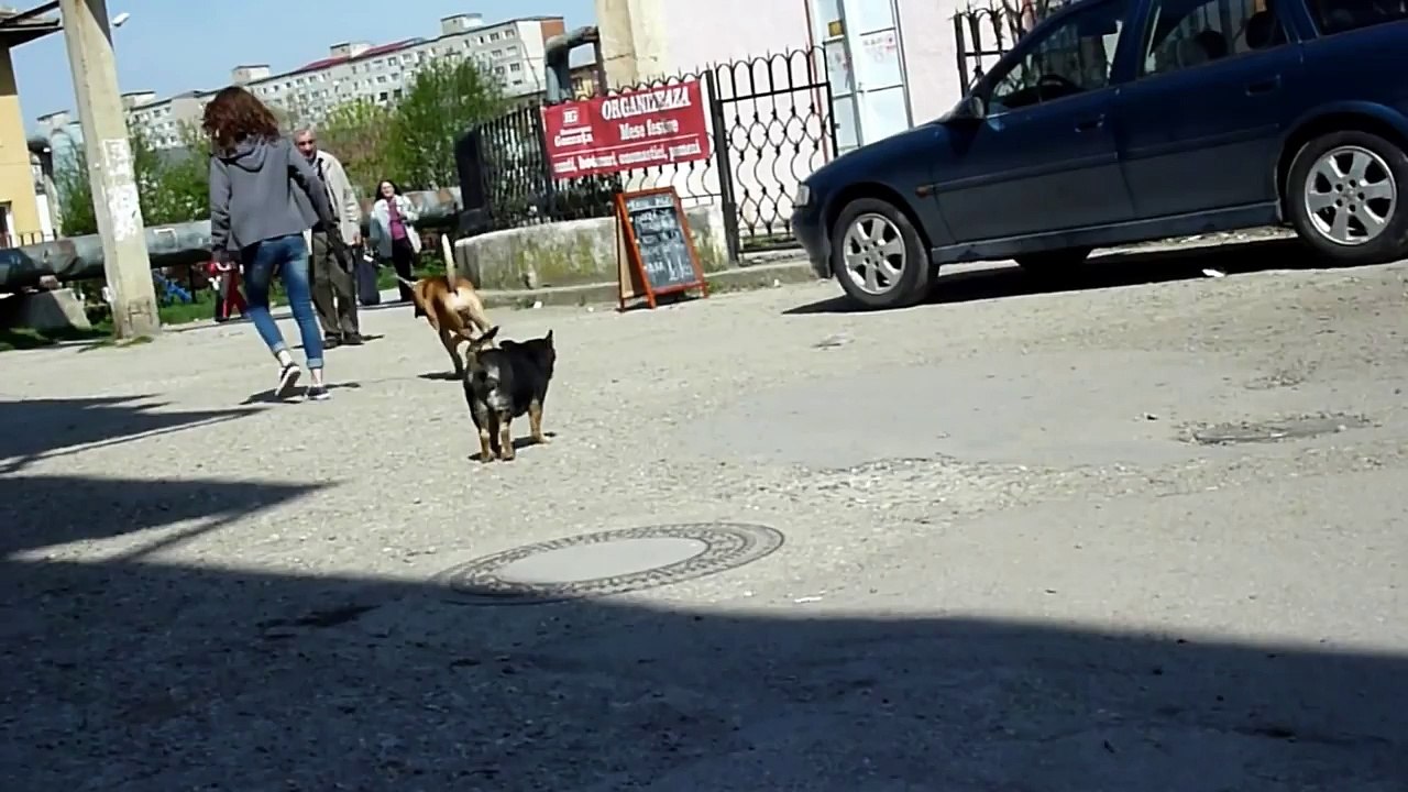 3 minutes from a stray dog's life. A heart touching video.