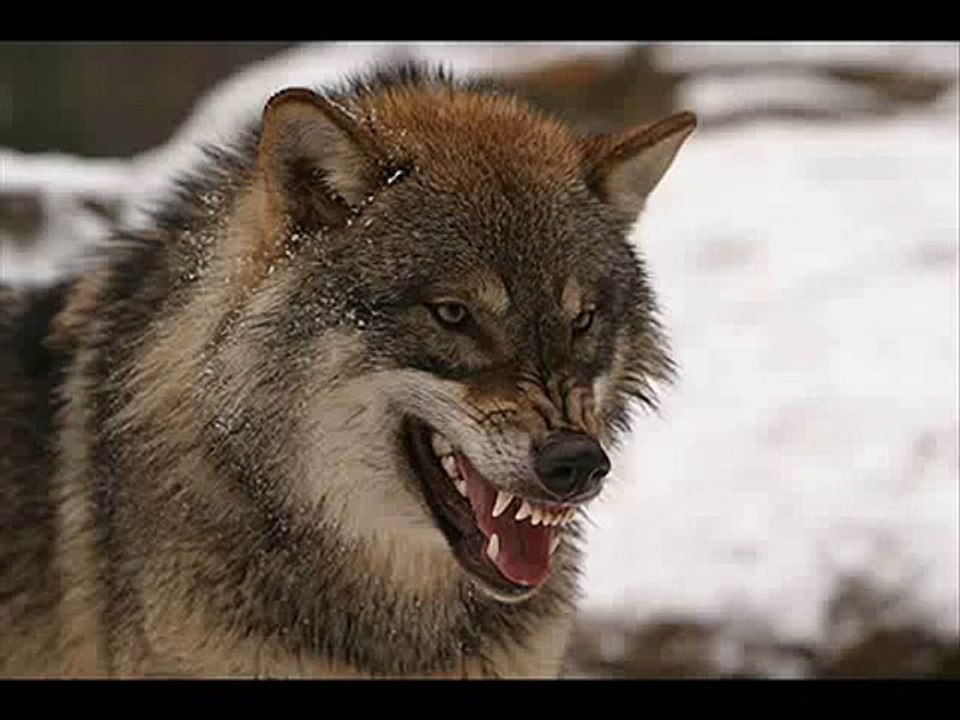 Wolf growling - video Dailymotion