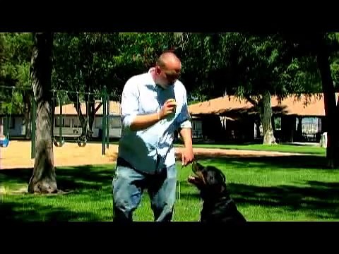 Dog Training Tips : How to Train a Dog to Fetch a Newspaper