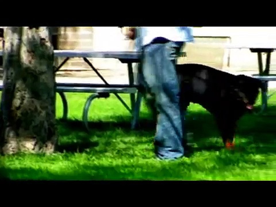 Dog Training Tips : How to Potty-Train Your Dog