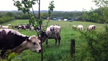 L'Appel au bois normand