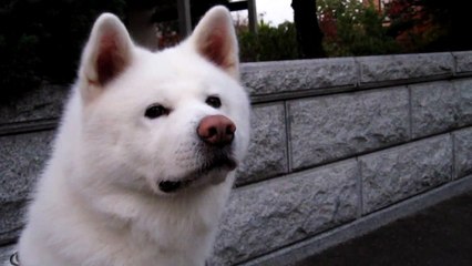 秋田犬のらネコに余裕で無視される【akita inu】