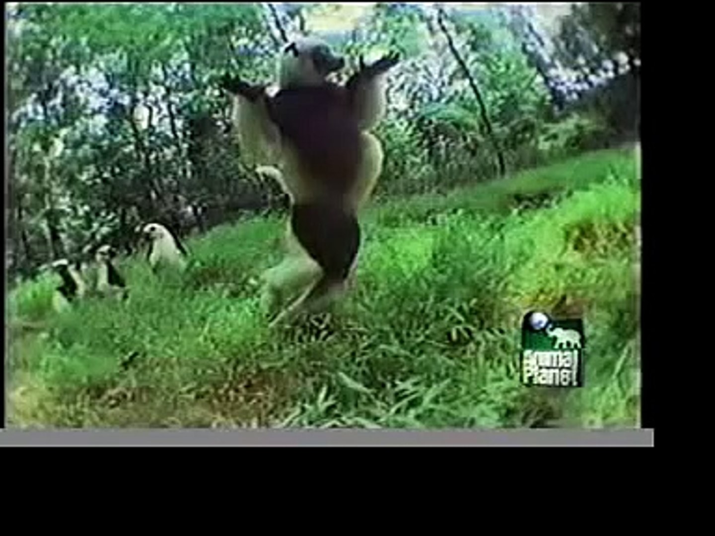 ⁣Animal Planet Experiment