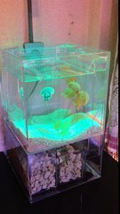 クラゲ飼育用セットアクリルミニオーバーフロー水槽 でタコクラゲを飼育中！ ｜海水魚ショップ やどかり屋