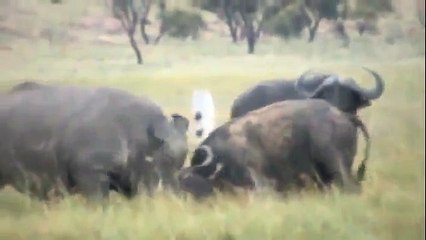 LEON - RINOCERONTE v s BUFALO