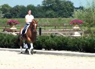Sporthorse / Dressage horse for sale : SOLD!!