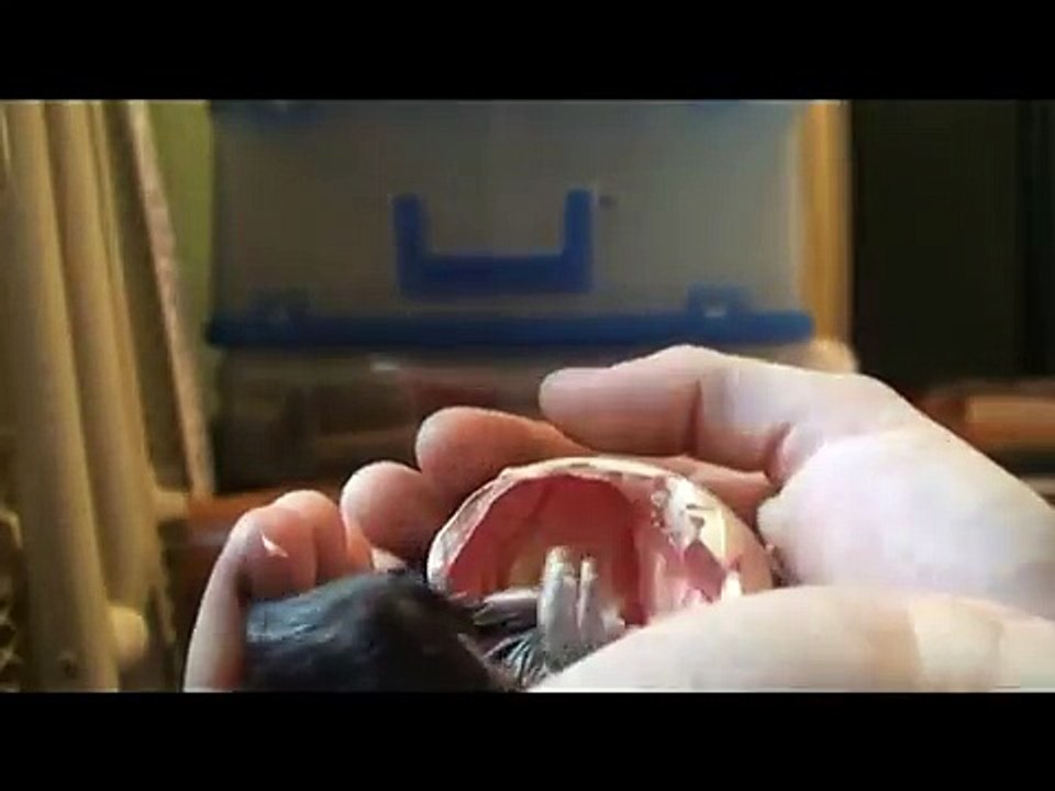 Helping hatch a baby chick