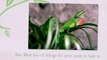 green anole food | green anole | green anole lizard | green anole care sheet | green anole facts