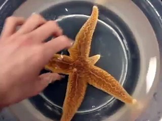 Time Lapse- Starfish flipping over