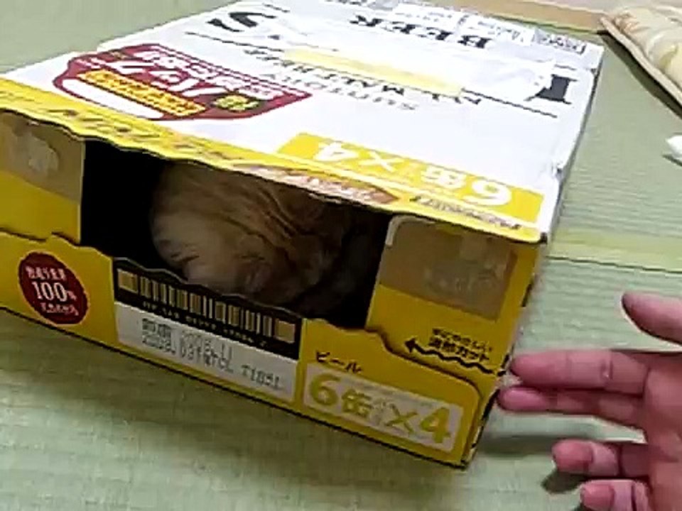ビール箱猫