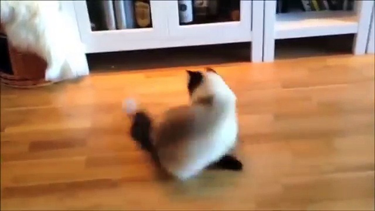 Pranks Funny Cats and Dog-Funny Fails-Funny Clips- Funny Videos- Funny Pranks 2014 part 4