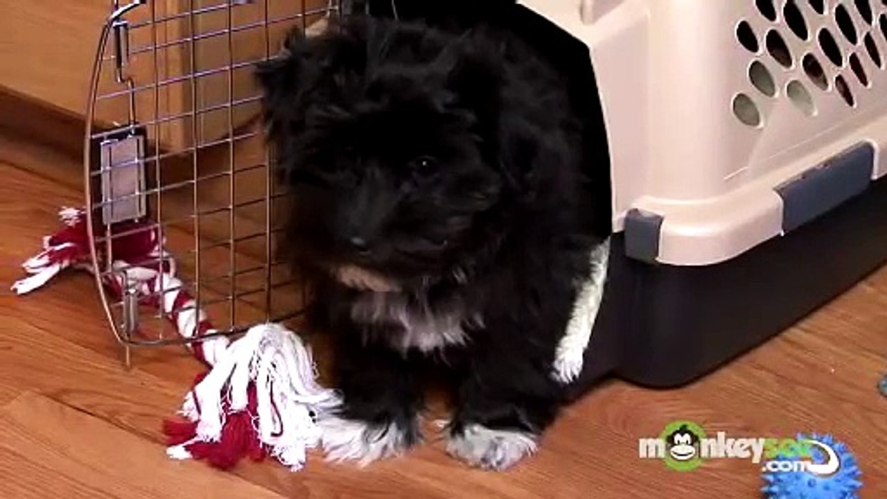 Puppy Care - Surviving Puppy's First Night