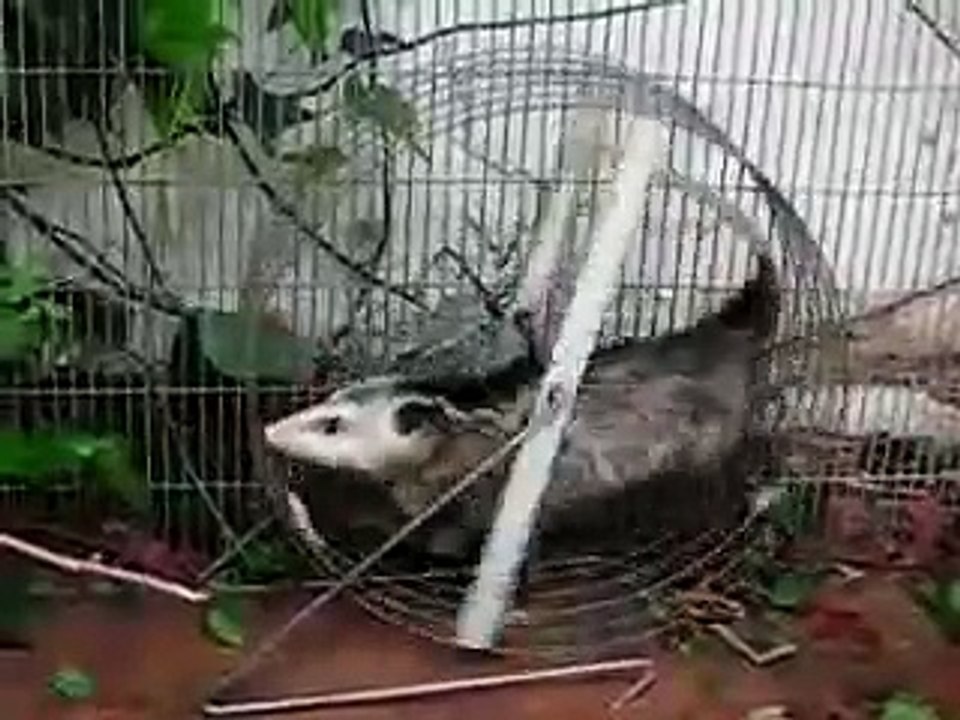 Opossum on exercise wheel, Animal Advocates, Mary Cummins