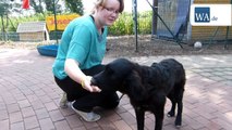 Tierheim Hamm: Bonnie sucht ein neues Zuhause