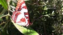 The Friendly Butterfly: Lorquin's Admiral, Bouquet Canyon, Casio EX-F1 Slow Motion   HD 720p
