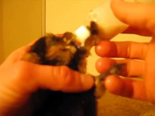 newborn puppy tiny one eating