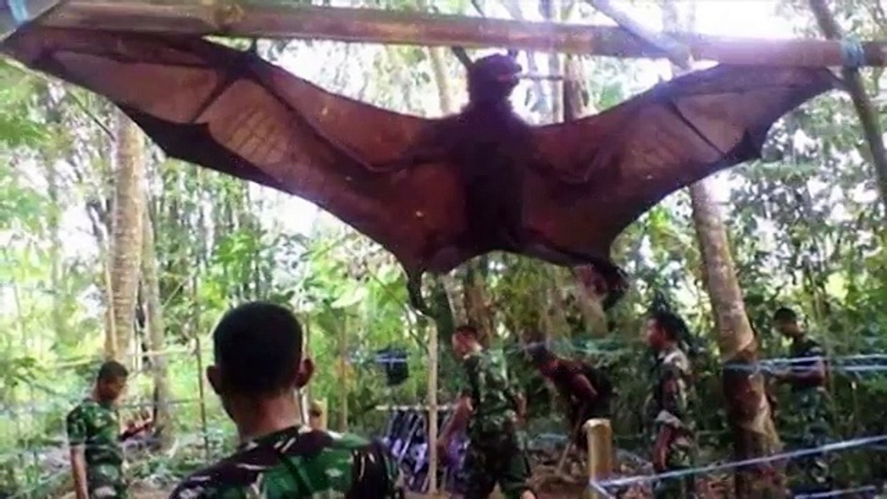 GIANT BAT CAPTURED_ WHAT IS IT_